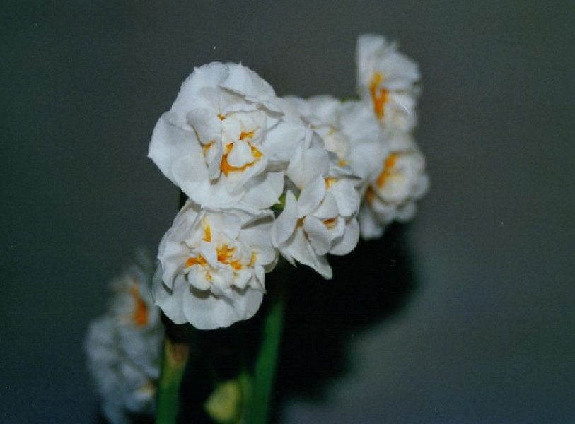 020201 19 narcissen